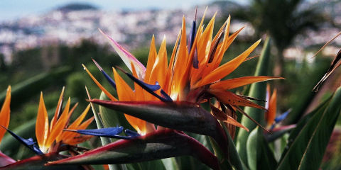 Madeira flowers